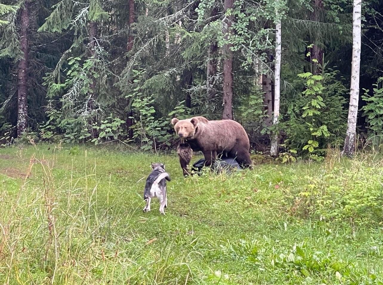 Hund som möter den uppstoppade björnen på en skogsglänta