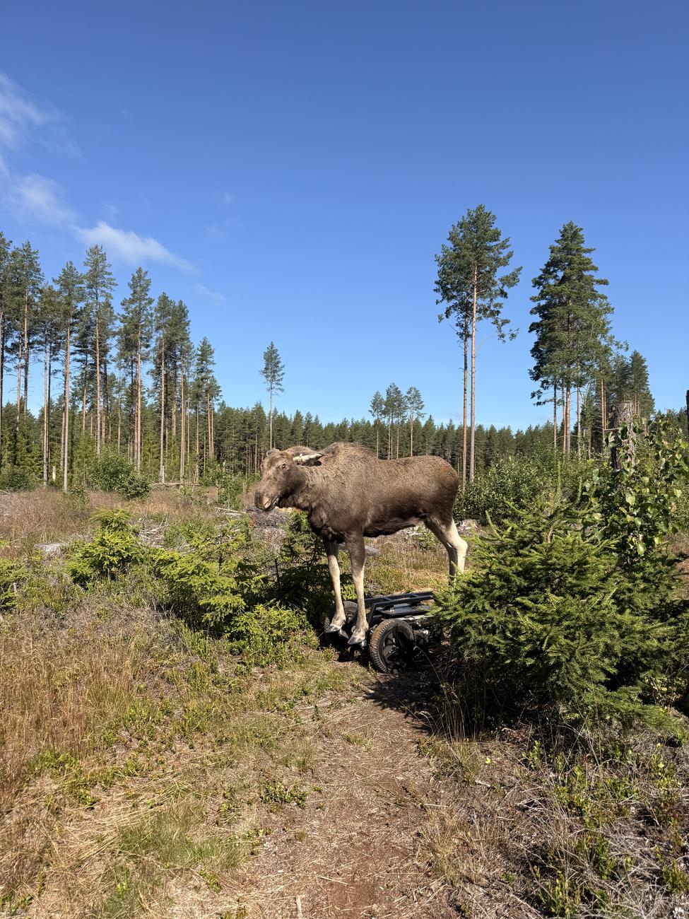 Vår uppstoppade älgkalv på en skogsstig